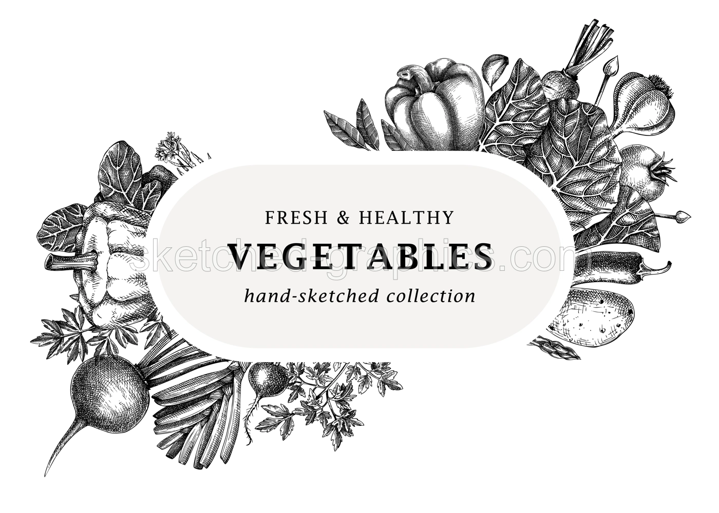 Hand-sketched vegetables design. Hand-drawn tomatoes, squashes, peppers, potatoes, asparagus and other vegetables. Healthy food banner for menu, restaurant, packaging, labels. Botanical illustration  Illustration